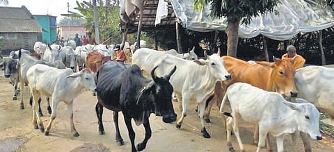 Cattle being taken to pasture land outside Tentuliragadi village for grazing | Express