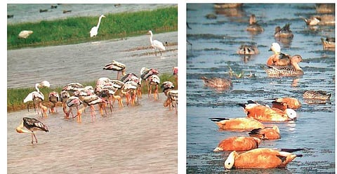 Chilika lake gets chirpy as migratory birds arrive