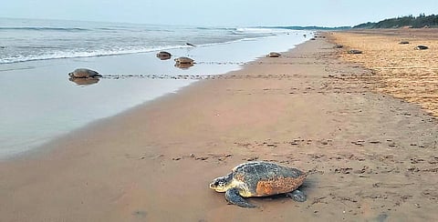 A file photo of Olive Ridley Sea turtles at the Gahirmatha marine sanctuary (File Photo)