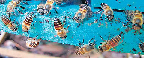 Image of bees used for representational purpose only