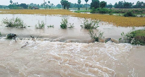 Agricultural lands flooded in Gingee in Villupuram District on Thursday. (Photo | EPS)