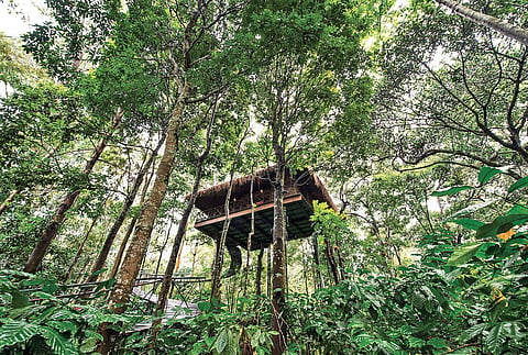 Restaurant at the Pepper Trail overlooking the coffee plantation