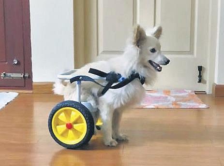 Veera, a Pomeranian, was given a wheelchair by Coimbatore-based mechanical engineer Kasi. This has helped him move around more freely | Express