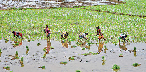 Nearly 35,000 acres of paddy have been registered under the crop insurance scheme as on Monday -- the last date for enrolment (File photo | Express)