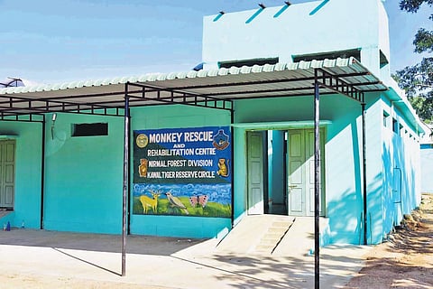 The monkey rehab centre at Nirmal