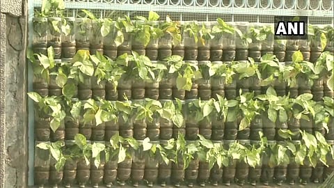 Rohit Mehra's vertical garden created using plastic bottles. (Photo | ANI)