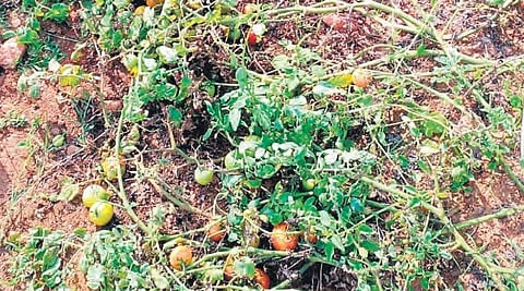 Tomatoe crop in a field in Anantapur district