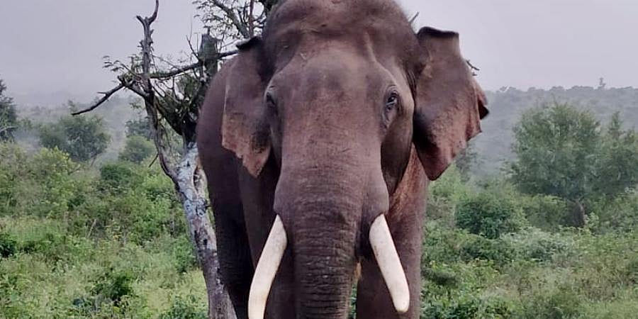 Elephants once used for safaris now help rescue injured jumbos in Palamu Tiger Reserve