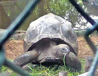Aldabra giant tortoise from the Madras Crocodile Bank | Express