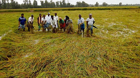armers at a paddy field in Soorakkottai village near Thanjavur where the paddy crop had fallen on the field during heavy rains. (Photo | EPS)