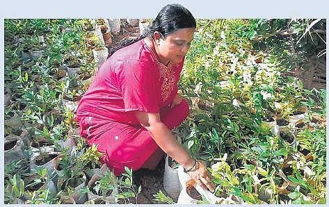 Kavita Mishra tends to some saplings on her farm