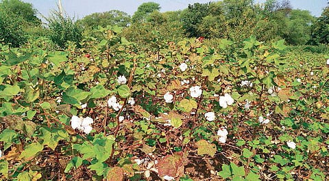 A cotton farm