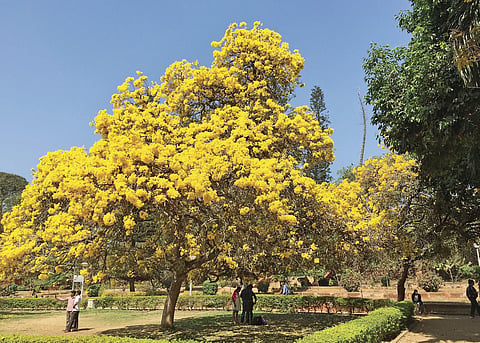 Cubbon Park on a new path?