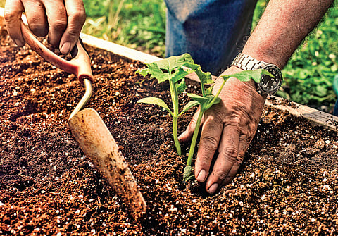 Understanding the soil food web
