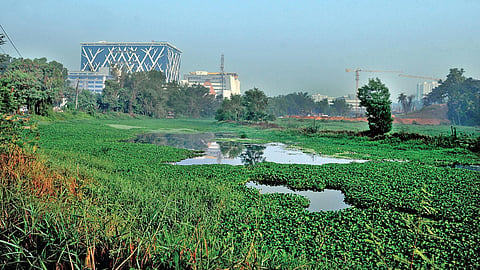 Kadambrayar river filled with water hyacinths at Kakkanad (below) A man rows a boat in the river |  A Sanesh