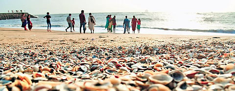 While the total production of bivalves was 12,952 tonnes in the year 2002, it declined to 3,845 tonnes in 2015 | express