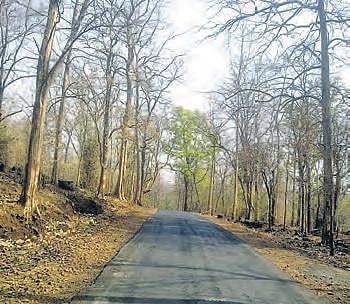 MoRTH penalised for repeated violation of forest protection law in Jayashankar Bhupalpally district