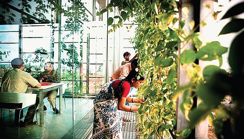 KMC Coporate Office at Cybercity in Hyderabad that RMA Architects designed with a hydroponic facade