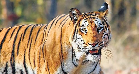 Nepal succeeded in almost tripling its tiger population to 355 in 2022 (the latest census carried out so far) from a mere 121 in 2009. 