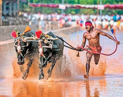 Srinivasa Gowda created history as the fastest jockey during the Aikala Kambala held recently. 