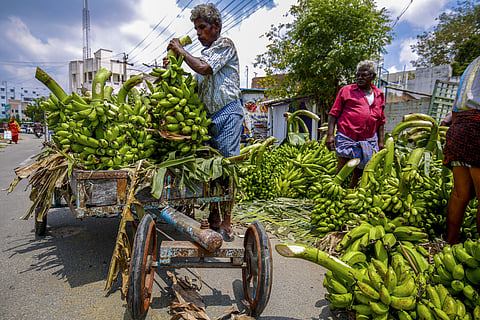 After water, fertiliser and weather, middlemen or commission agents are a big cause of worry for banana farmers. 