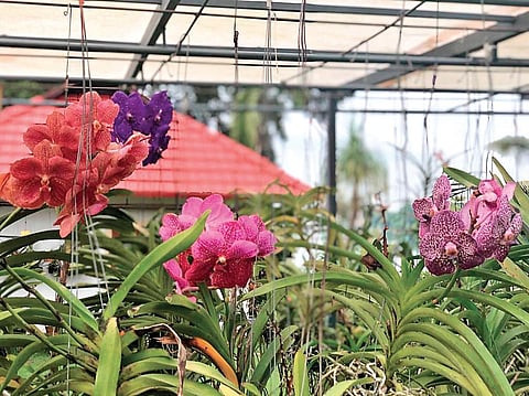Orchids for every mood