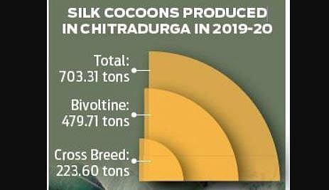 Rising prices bring smiles to silkworm rearers in Karnataka