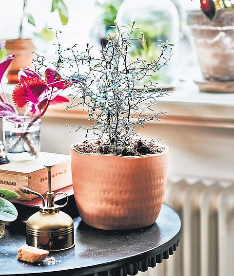 Create your own indoor zen garden! Ikea releases limited edition collection called 'Botanisk'