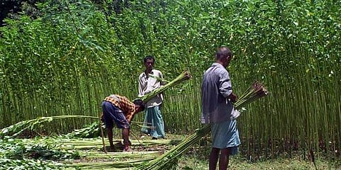 Image of jute farmers used for representational purpose. (Photo | National Jute Board)
