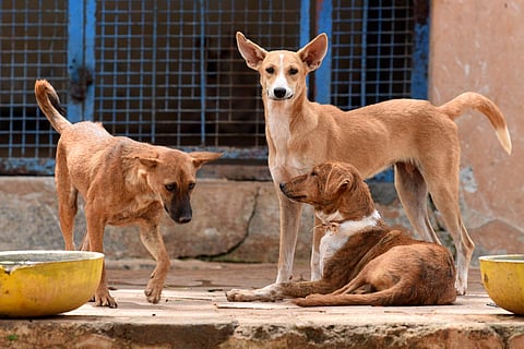 Representational Image (Photo | EPS)