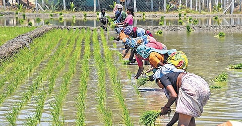 Agricultural workers involved in summer cultivation in Adavathur near Tiruchy on Monday | MK Ashok Kumar