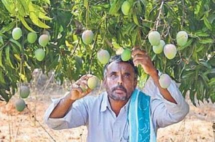 Viral effect: King of fruits is here, but isn’t able to reach people