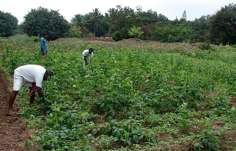 Sugarcane cultivation was successfully executed in Tiruchy in 2020 Pongal. Taking it as an example, the Coimbatore prison department is all set to initiate the activity.  
