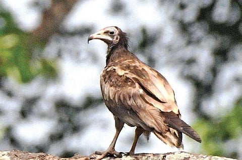 Egyptian Vulture spotted in Kalamassery on Wednesday. Birdwatcher Abdulla Paleri’s click