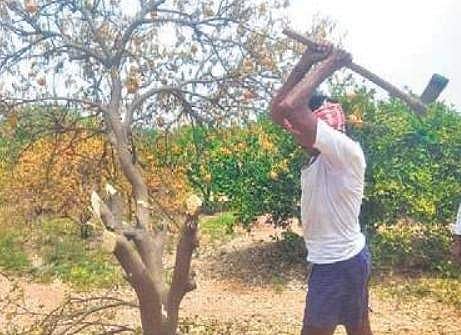 A sweet lime grower(File Photo | EPS)