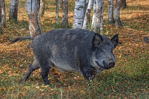 For representational purposes (File Photo | EPS)