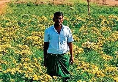 A flower grower with his cultivation. (Photo | EPS)