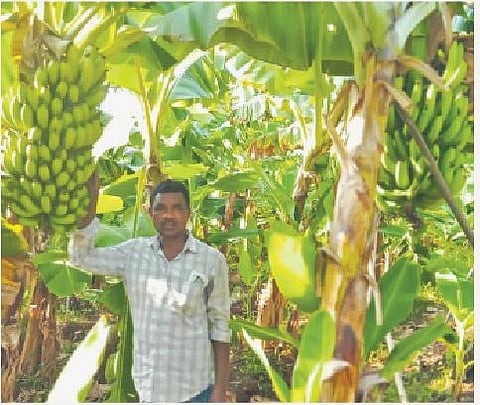 A farmer with his banana crop (Photo | EPS)