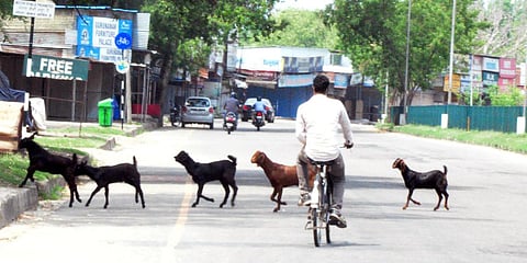 Goats cross a road during the nationwide lockdown, in Chandigarh. (File photo| ANI)