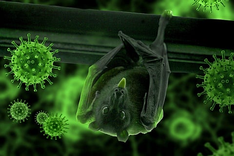 nCov is scarier than bat Coronavirus: University of Hyderabad research