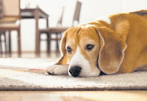 Hitting ‘paws’ on life 