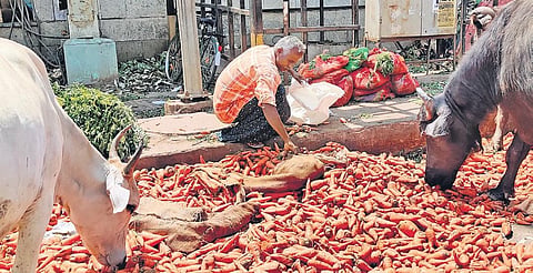 A man segregating good carrots from a rotten lot strewn on road by traders even as cattle binge on the root vegetable at Koyambedu wholesale market in Chennai on Thursday | Shiba Prasad Sahu