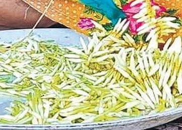 Shankarpura jasmine loses its fragrance in COVID season