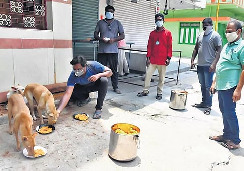 The volunteer group has been going round the city and feeding the stray dogs for the past two days.
