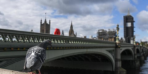 A pigeon stands on the south bank of the river Thames, against the backdrop of the Houses of Parliament in London. (Photo| AP)