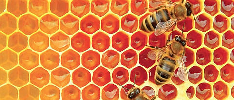 Honey, the virus shrunk the yield World Bee Day