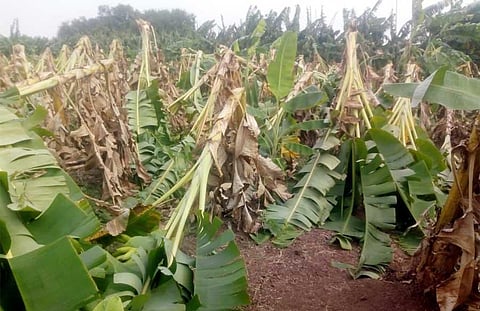 Farmers demand relief for crops damaged by cyclone