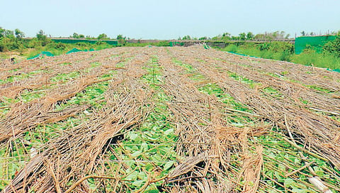 A damaged betel vineyard at Kendrapara. (Photo | EPS)