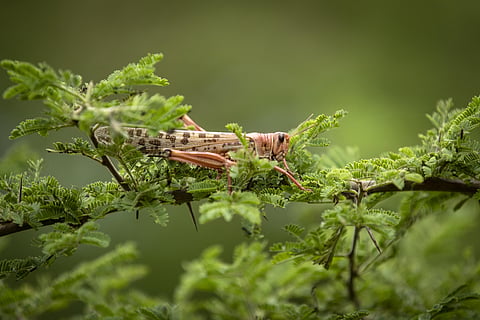 Locusts have been entering many states of India raising alarm bells (File Photo | AP)