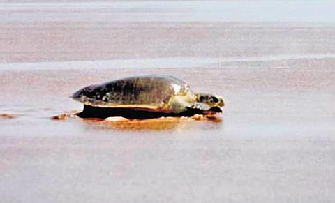 An Olive Ridley turtle nesting in Ganjam beach in Odisha (Photo | EPS)
